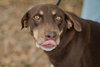 Franci the Shy Hound