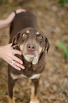 Franci the Shy Hound