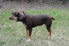 Franci the Shy Hound