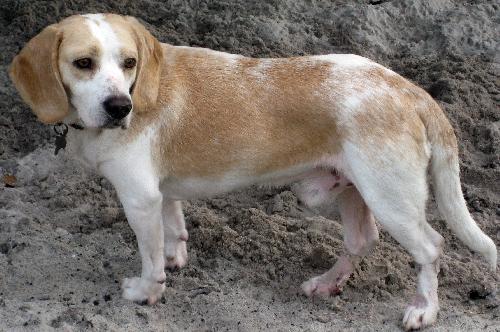 Adult sales lemon beagle