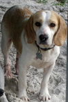 Snoop Dog the Lemon Beagle
