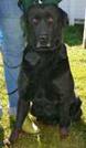 Maggie the Happy Black Labrador