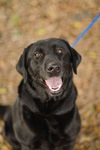 Maggie the Happy Black Labrador