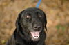 Maggie the Happy Black Labrador