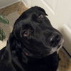 Maggie the Happy Black Labrador