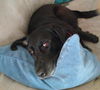 Maggie the Happy Black Labrador