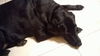 Maggie the Happy Black Labrador