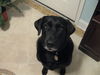 Maggie the Happy Black Labrador