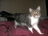 Diva the Cuddly & Loving Beauty