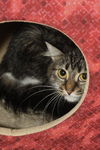 Diva the Cuddly & Loving Beauty