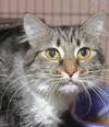 Diva the Cuddly & Loving Beauty