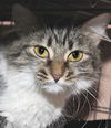 Diva the Cuddly & Loving Beauty