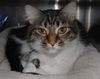 Diva the Cuddly & Loving Beauty