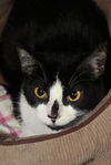 Barbie the Kid Friendly Cat