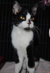 Barbie the Kid Friendly Cat