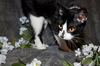 Barbie the Kid Friendly Cat
