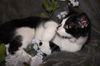 Barbie the Kid Friendly Cat