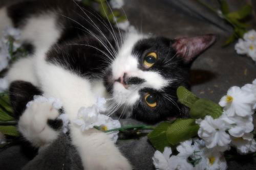 Barbie the Kid Friendly Cat