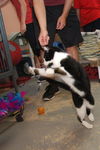 Barbie the Kid Friendly Cat