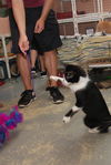 Barbie the Kid Friendly Cat