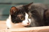 Barbie the Kid Friendly Cat