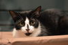 Barbie the Kid Friendly Cat
