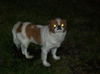 Oscar the Japanese Chin
