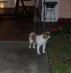 Oscar the Japanese Chin
