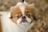 Oscar the Japanese Chin