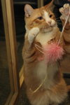 Artemis the Loving Kitten
