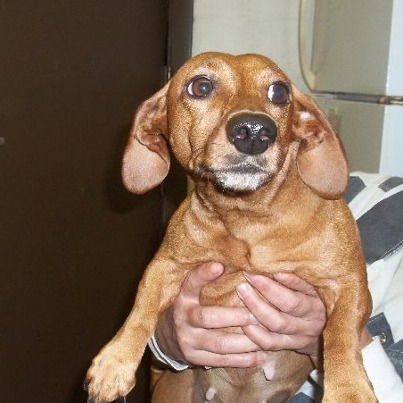 Felicia the Dachshund