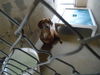Flint the Dachshund Blend