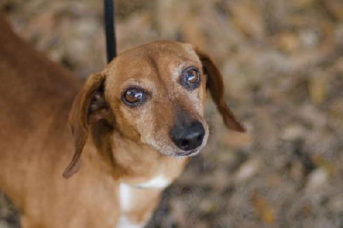 Flint the Dachshund Blend