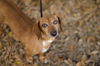 Flint the Dachshund Blend