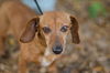 Flint the Dachshund Blend