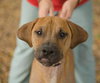 Dragon the Boxer/Dane