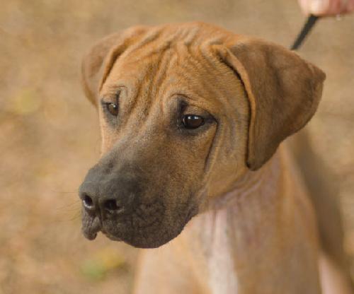 Dragon the Boxer/Dane