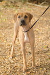 Dragon the Boxer/Dane