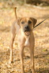 Dragon the Boxer/Dane