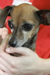 Chico the Tea Cup Chihuahua
