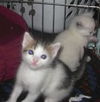 Chino the Kitten