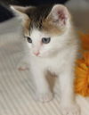 Chino the Kitten