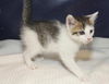 Chino the Kitten
