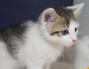 Chino the Kitten