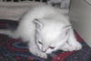 Pearl the Kitten