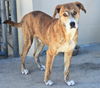 Ben the Beautiful Catahoula