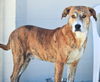 Ben the Beautiful Catahoula