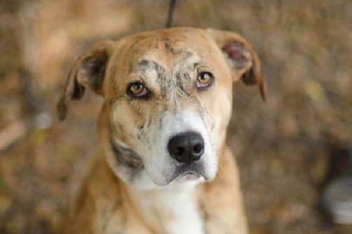 Ben the Beautiful Catahoula