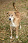 Ben the Beautiful Catahoula