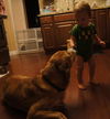 Ben the Beautiful Catahoula
